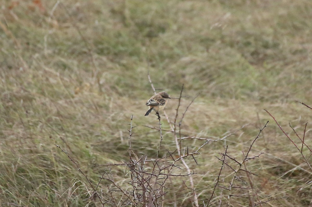 Siberian Stonechat (Siberian) - ML202817061