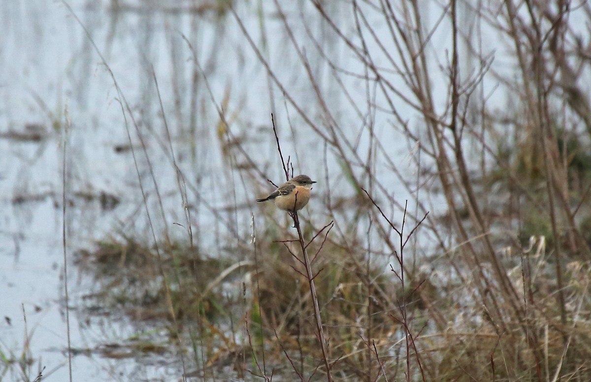 Siberian Stonechat (Siberian) - ML202817281