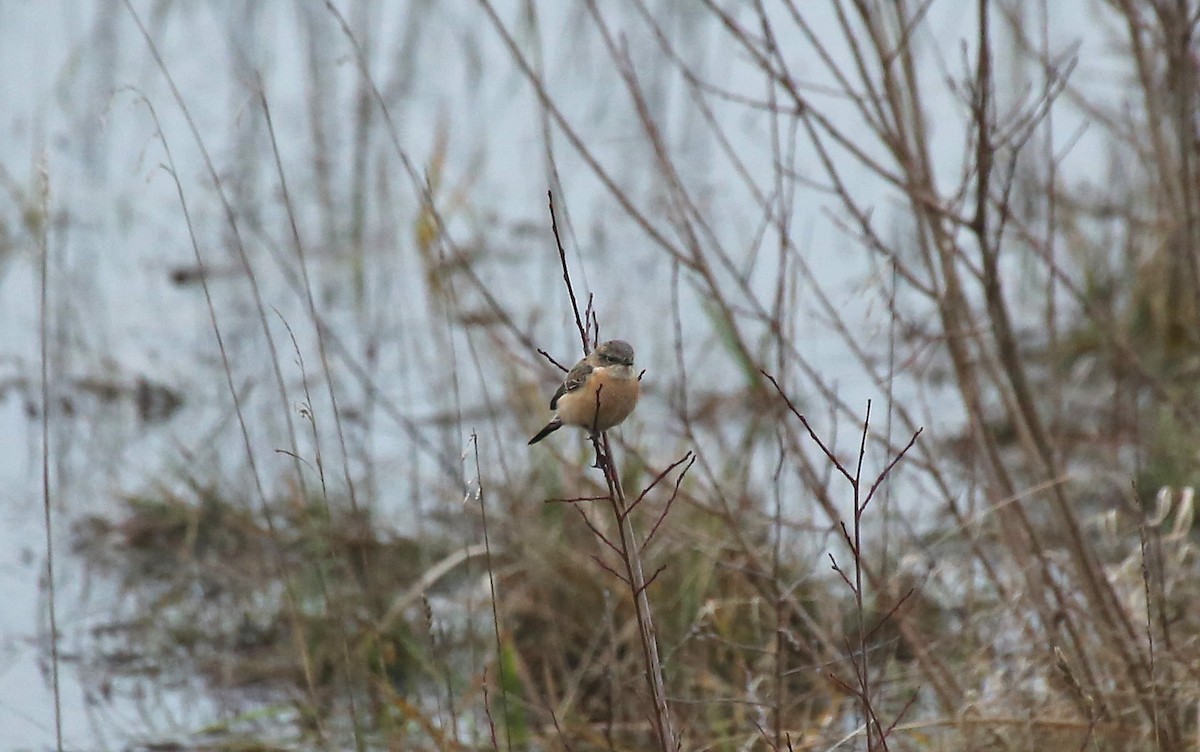 Siberian Stonechat (Siberian) - ML202817391