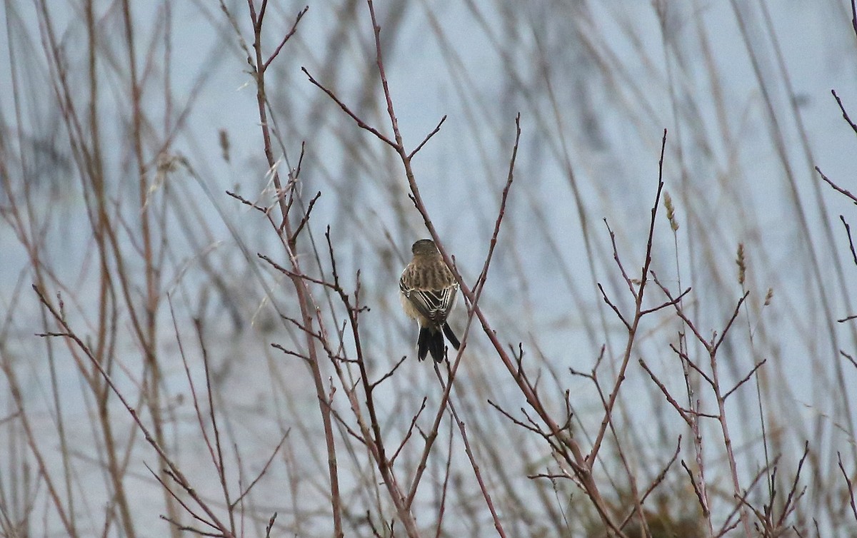 Siberian Stonechat (Siberian) - ML202817471