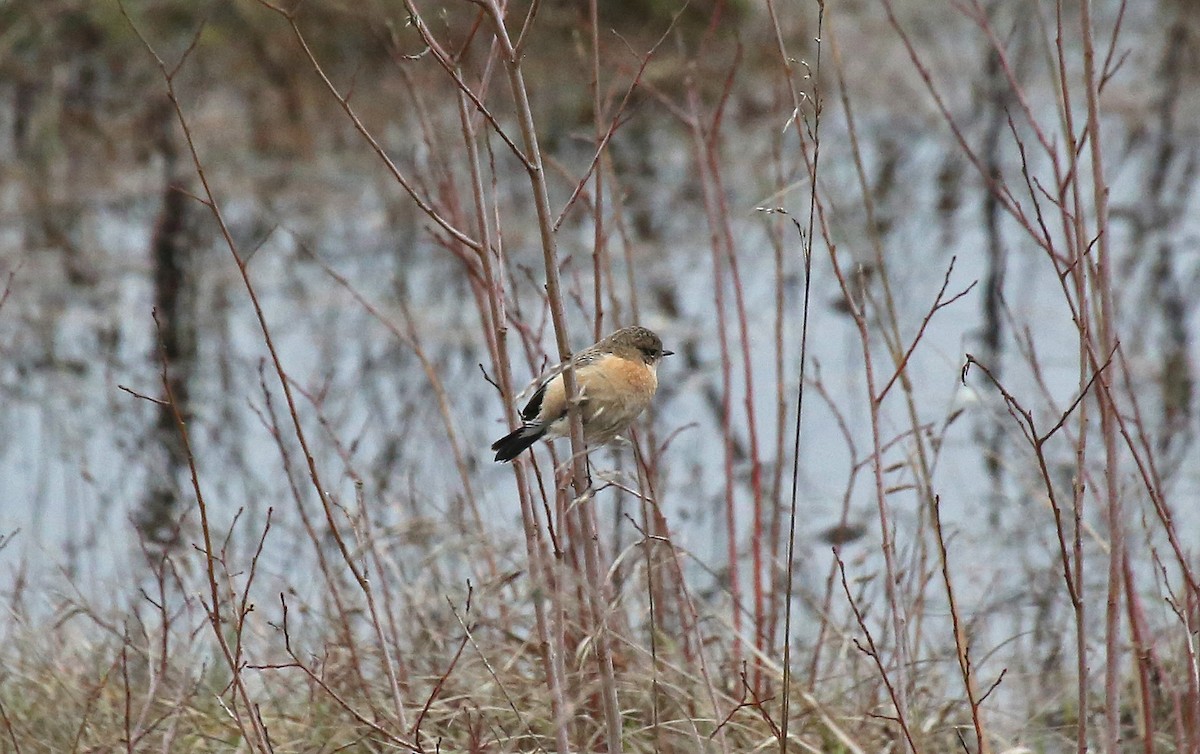 Siberian Stonechat (Siberian) - ML202817521