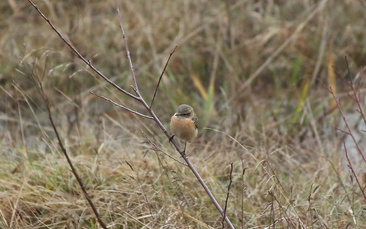 Siberian Stonechat (Siberian) - ML202817571
