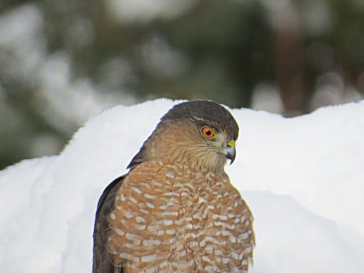 Sharp-shinned Hawk - ML202817901