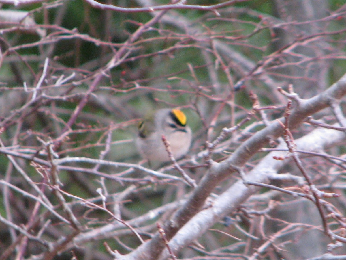 Golden-crowned Kinglet - ML202818671