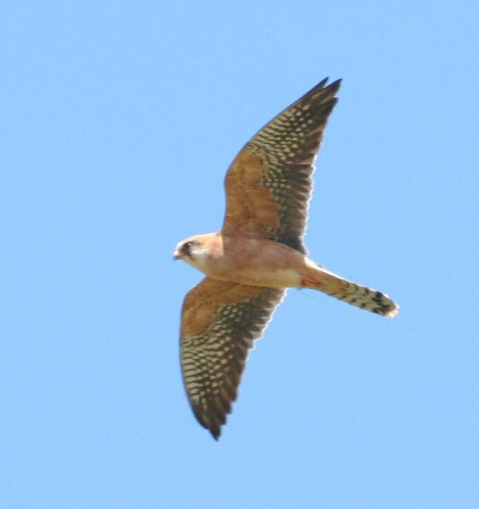 Red-footed Falcon - ML202821131