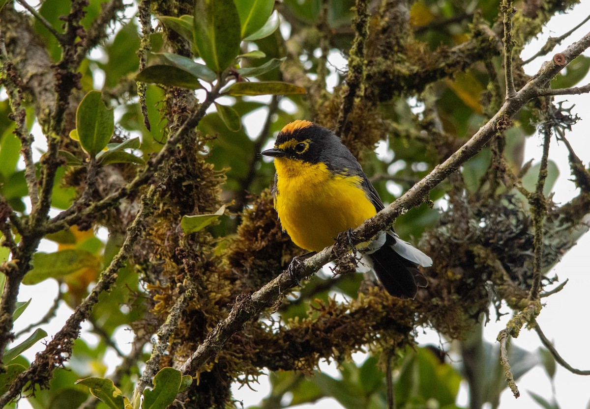 Spectacled Redstart - ML202822521