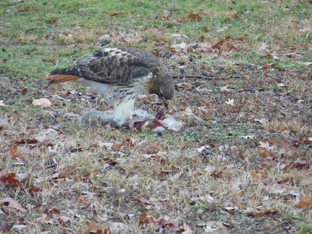 Red-tailed Hawk - Tobias Pessoa Gingerich