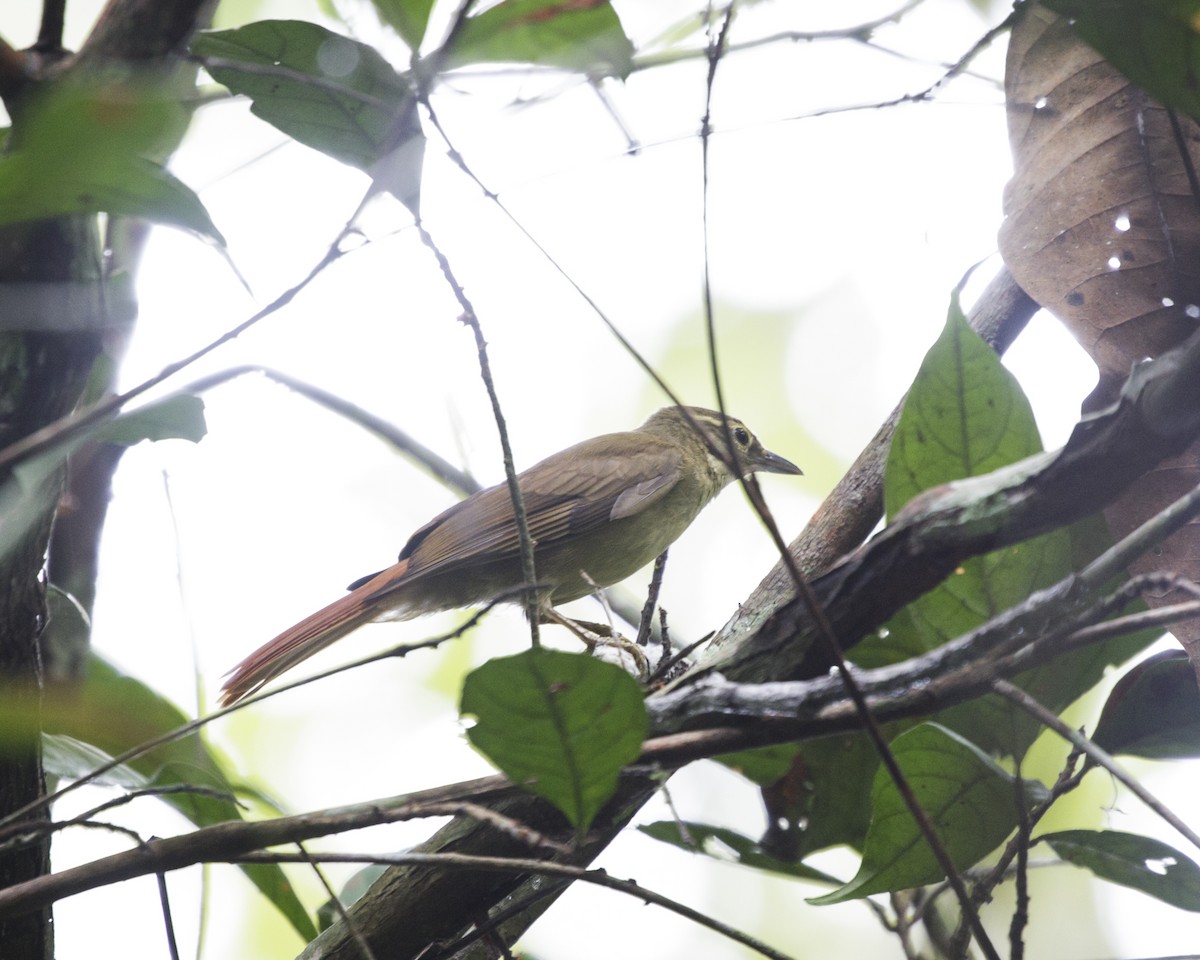 Rufous-rumped Foliage-gleaner - Silvia Faustino Linhares