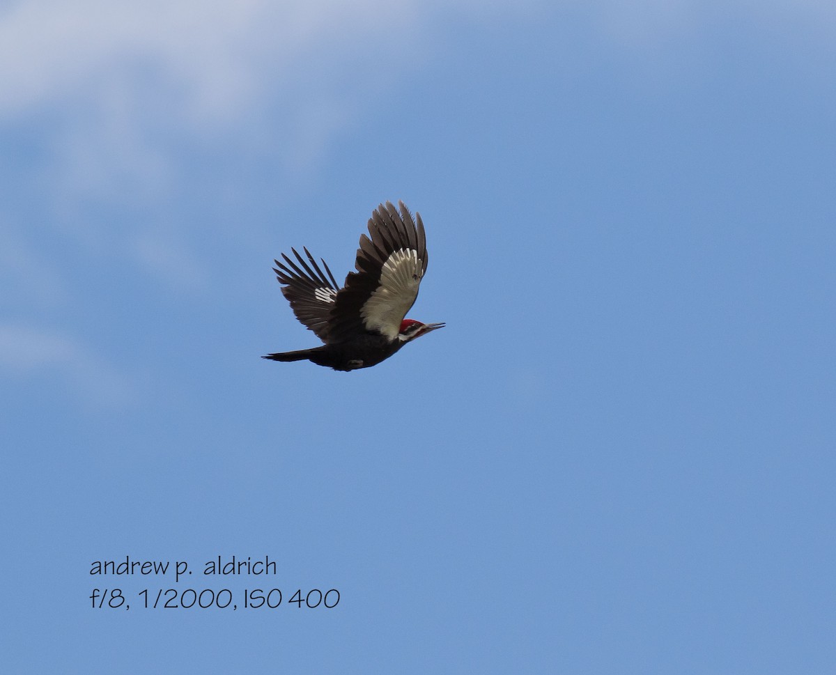 Pileated Woodpecker - andrew aldrich