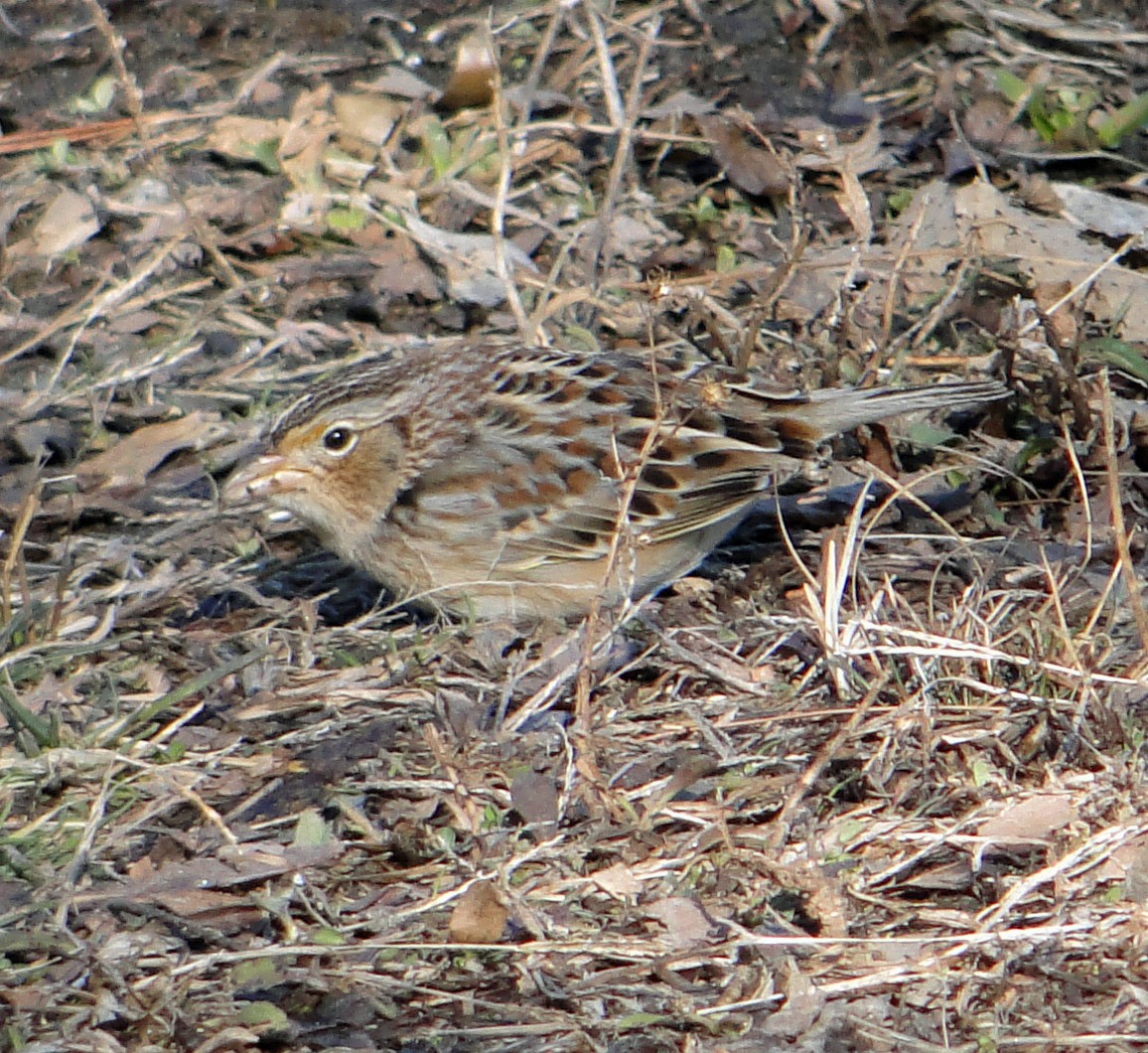 Grasshopper Sparrow - ML202825581