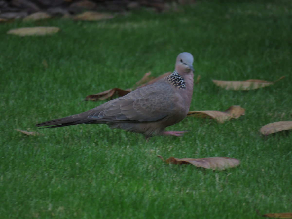 Spotted Dove - ML202825841