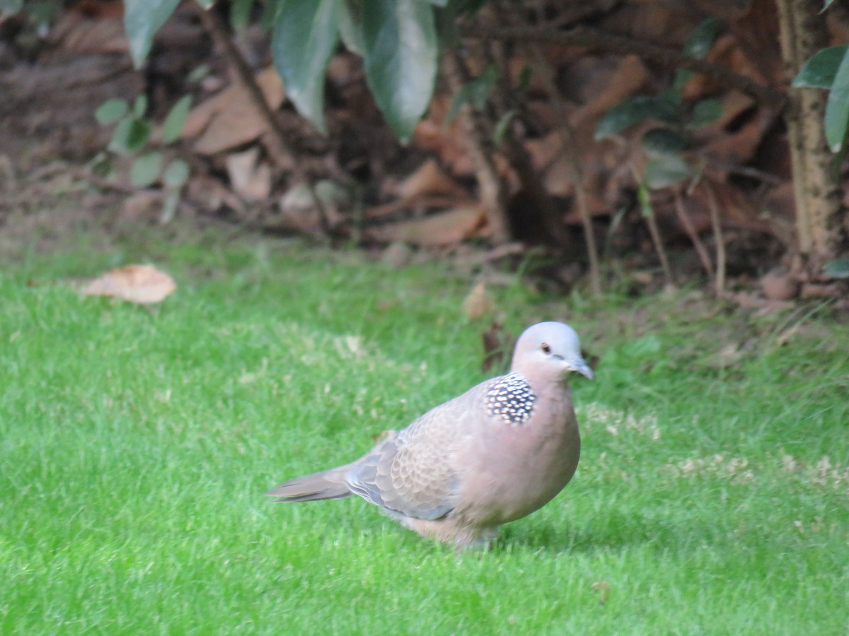 Spotted Dove - ML202825921