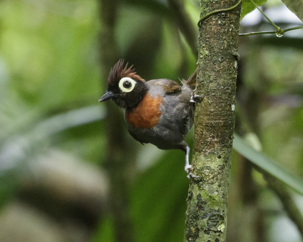 Harlequin Antbird - ML202826291