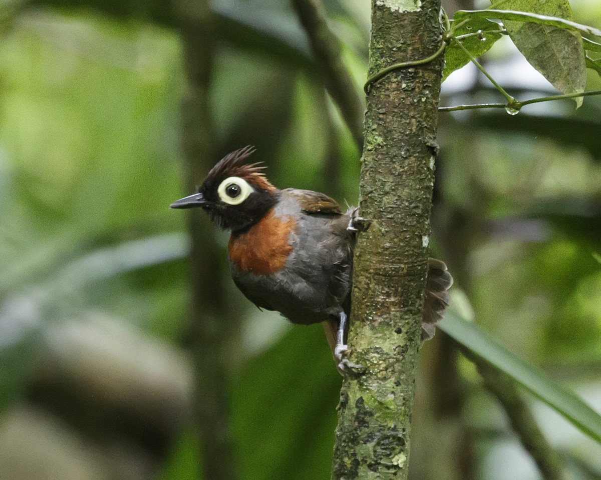 Harlequin Antbird - ML202826351