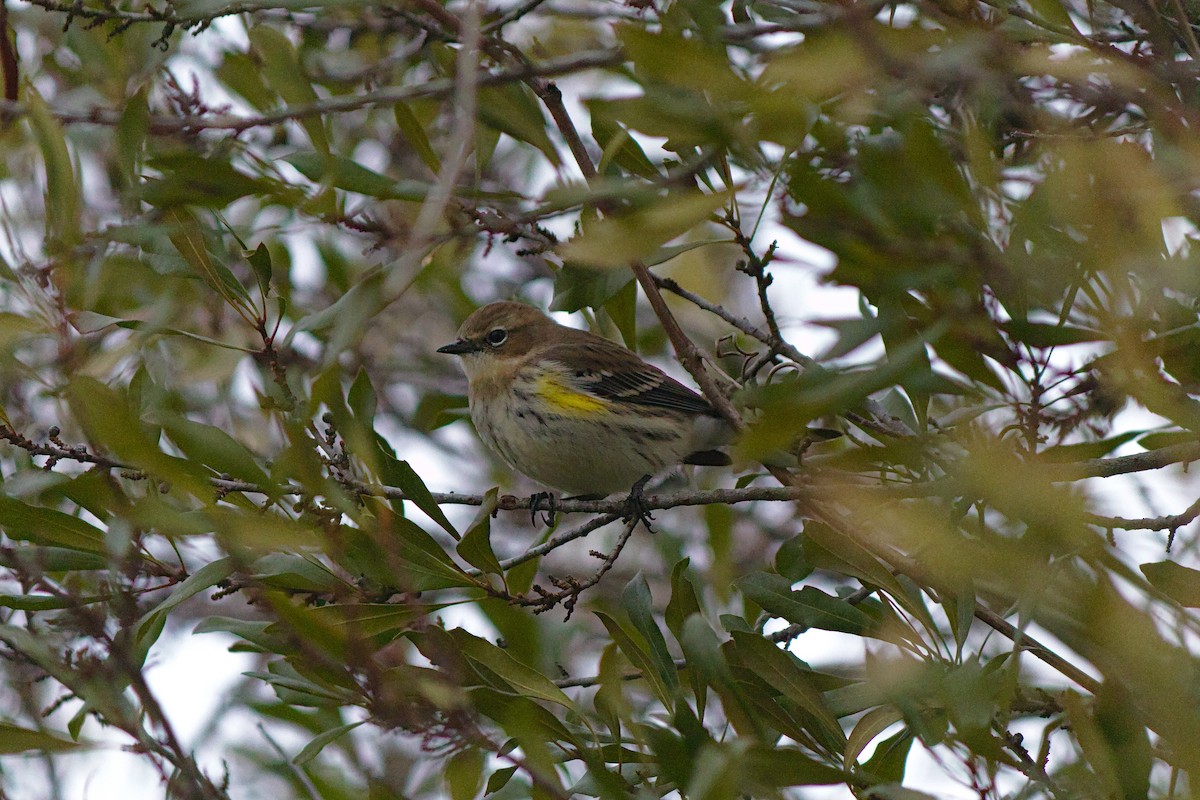 Yellow-rumped Warbler (Myrtle) - ML202826571