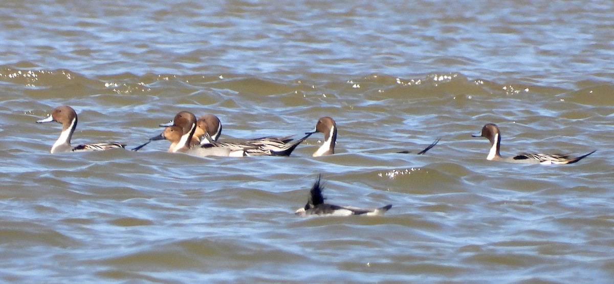 Northern Pintail - Albert Ribes