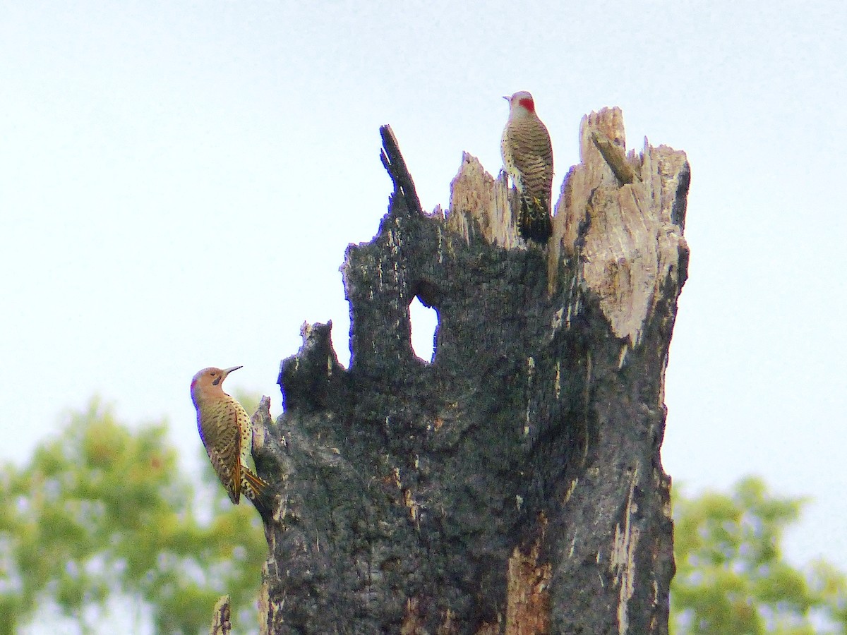 Northern Flicker - ML20282801