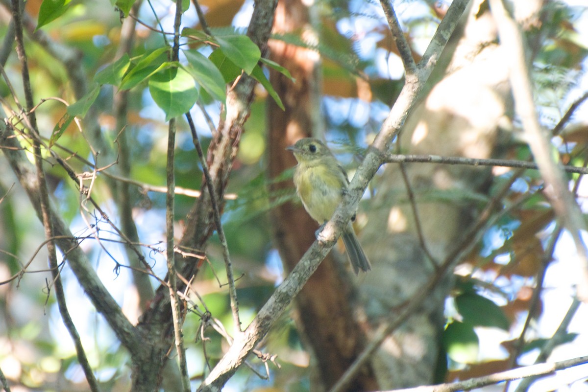 Cuban Vireo - Christian  Nunes