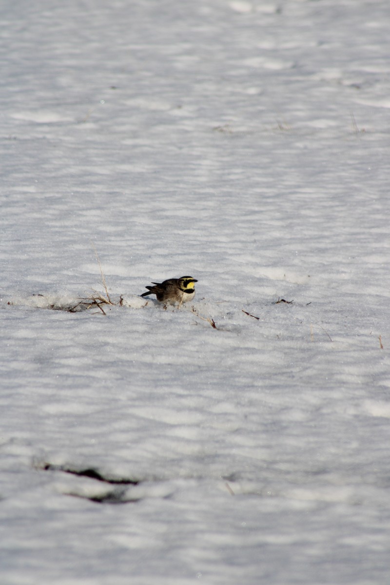 Horned Lark - ML202829791