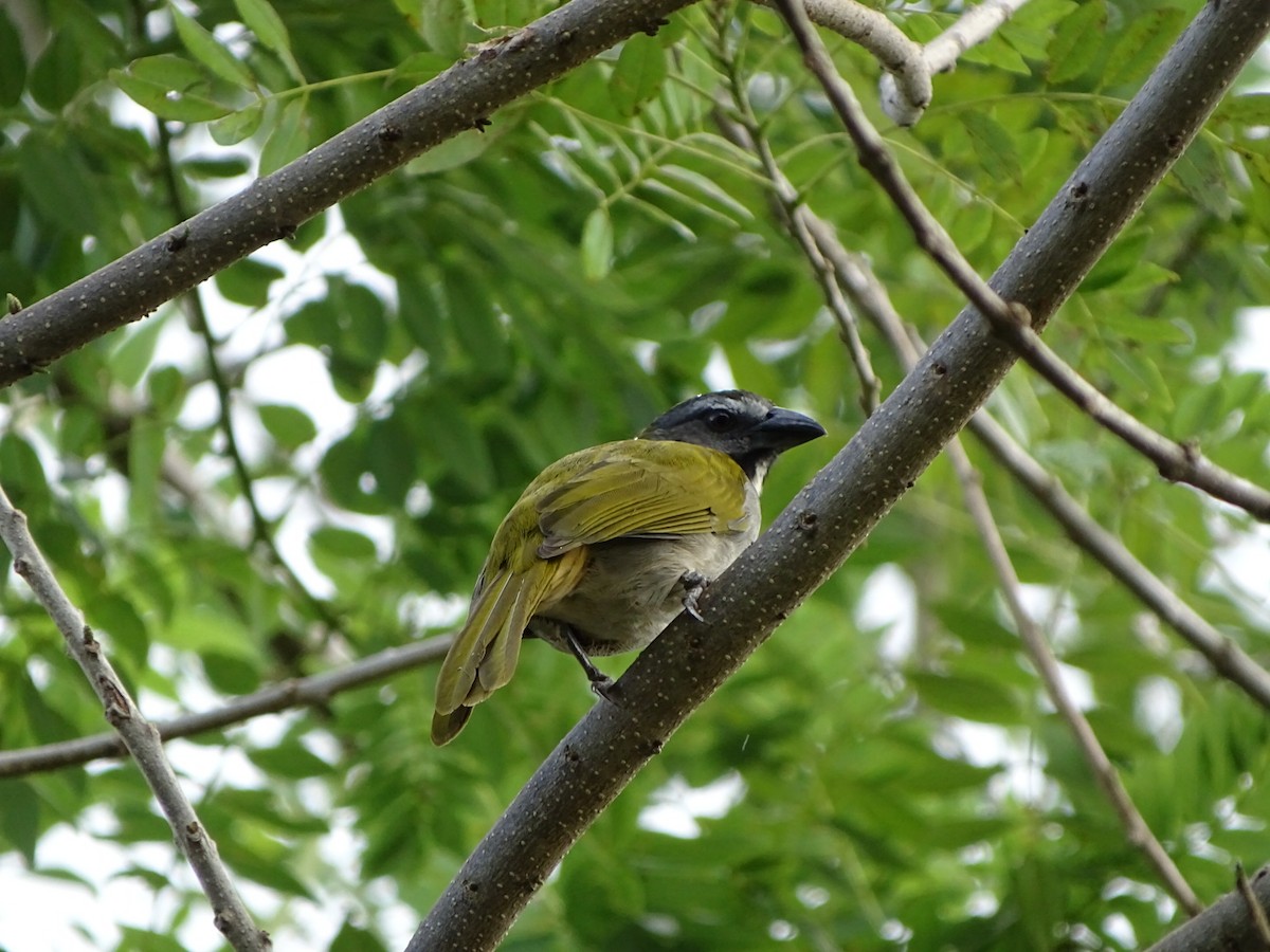 Buff-throated Saltator - ML202830901