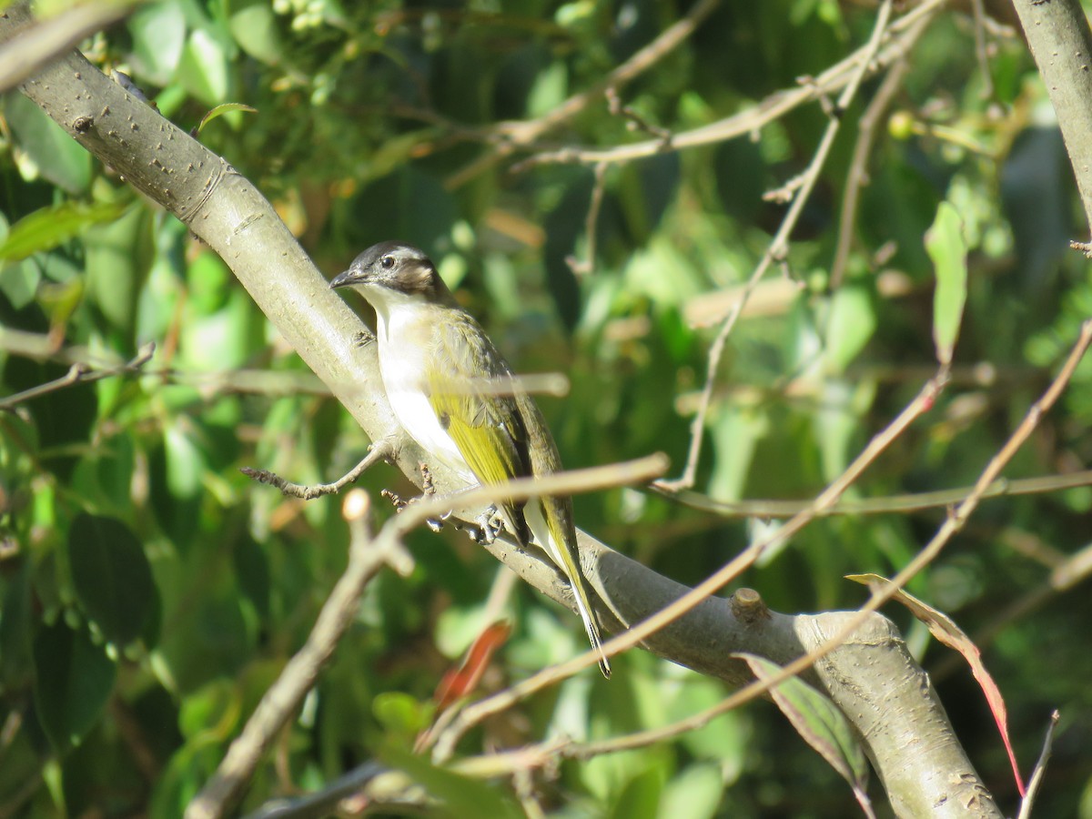 Light-vented Bulbul - ML202831711