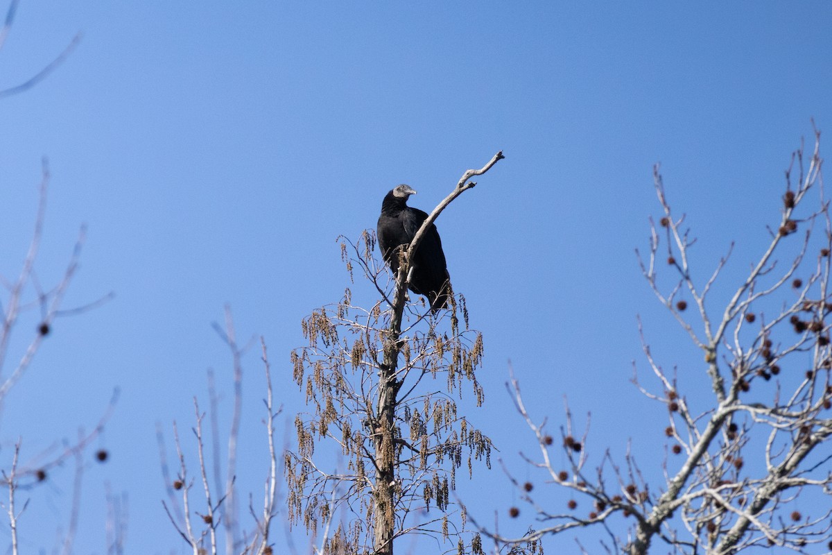 Black Vulture - David Wetzel