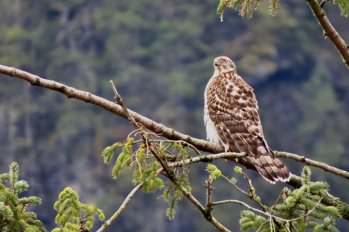 American Goshawk - ML202833611