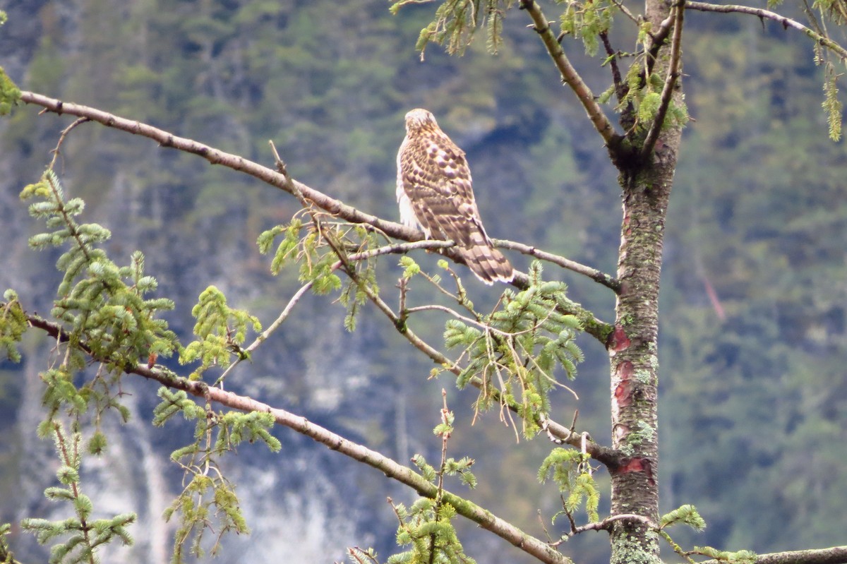 American Goshawk - ML202833631