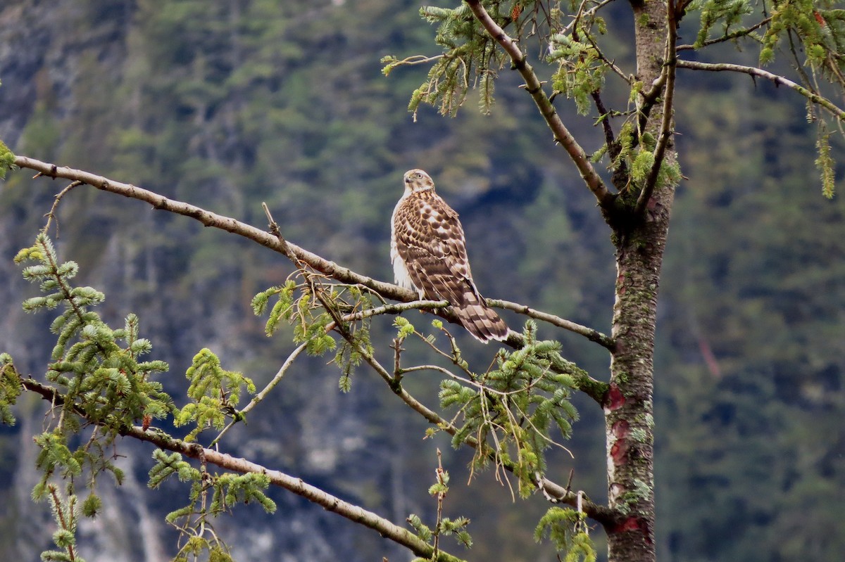 American Goshawk - ML202833641