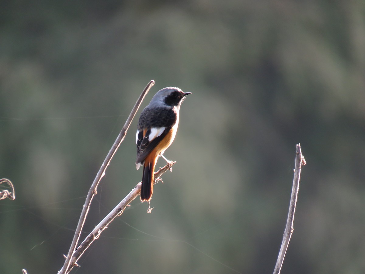 Daurian Redstart - ML202835421