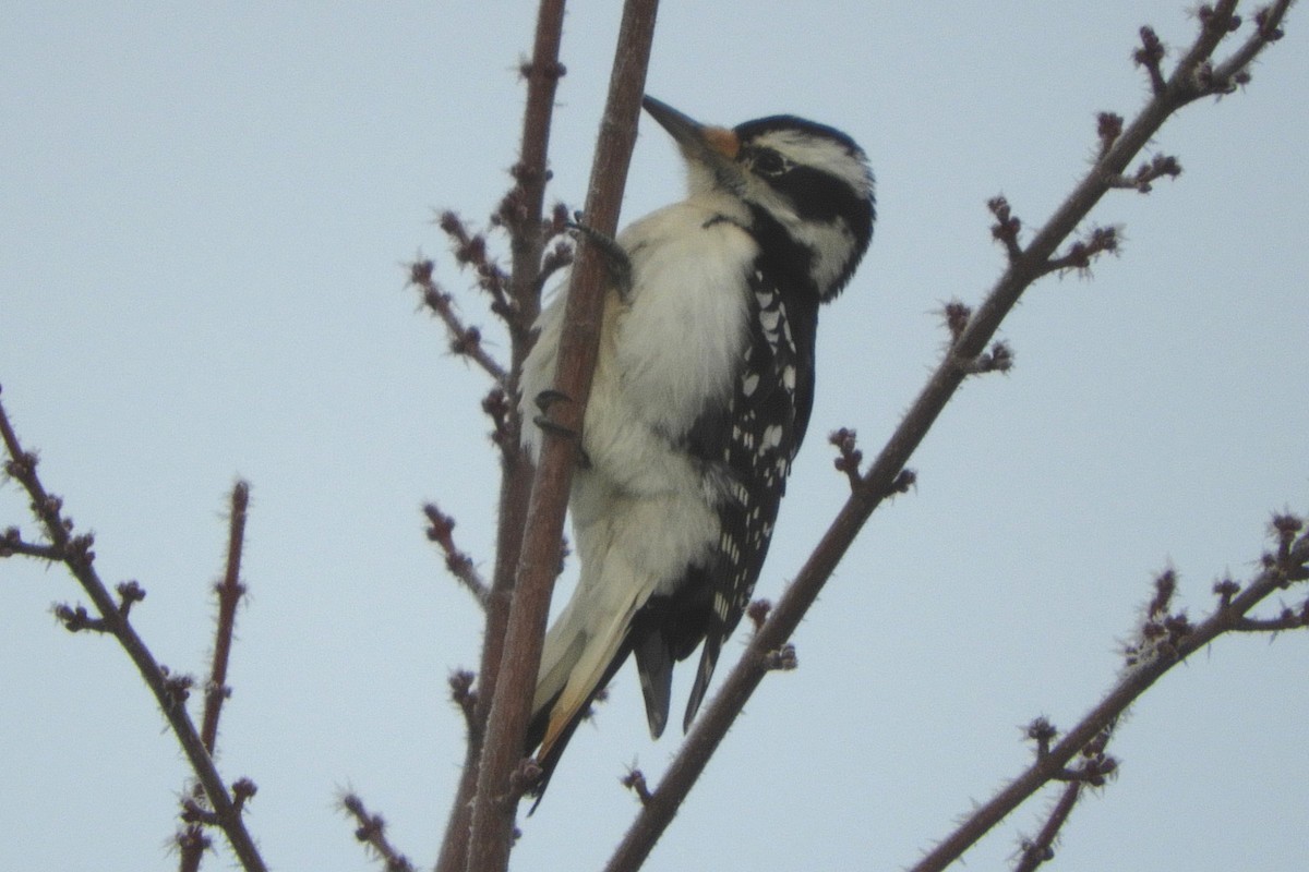 Hairy Woodpecker - ML202835591
