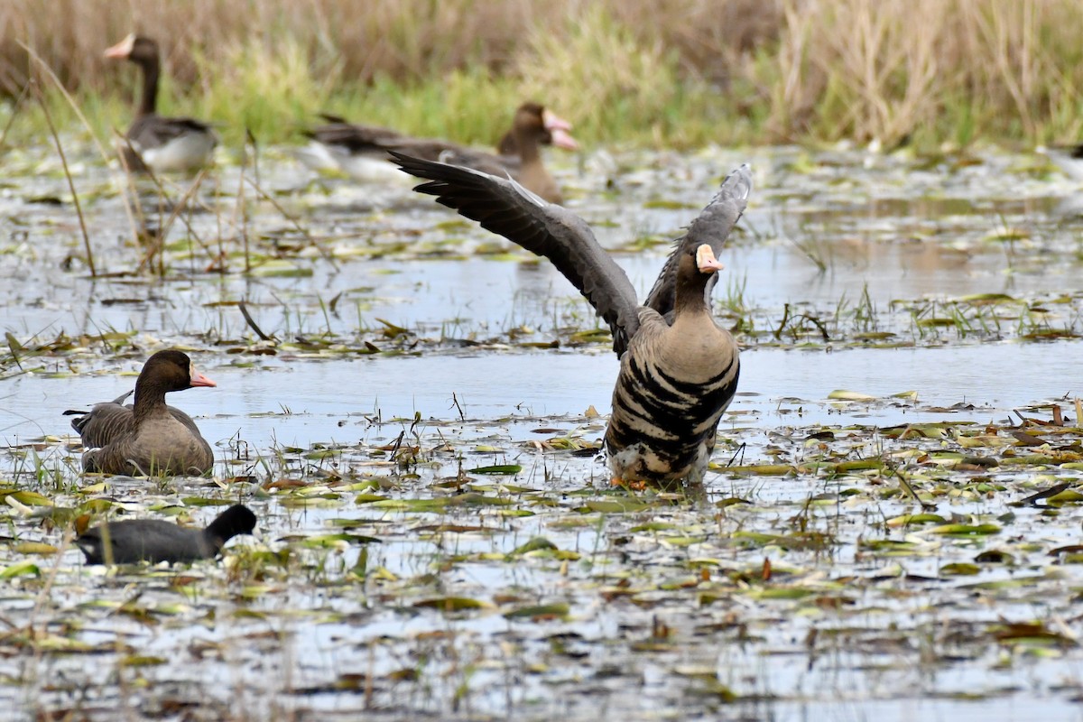 Greater White-fronted Goose - ML202836021