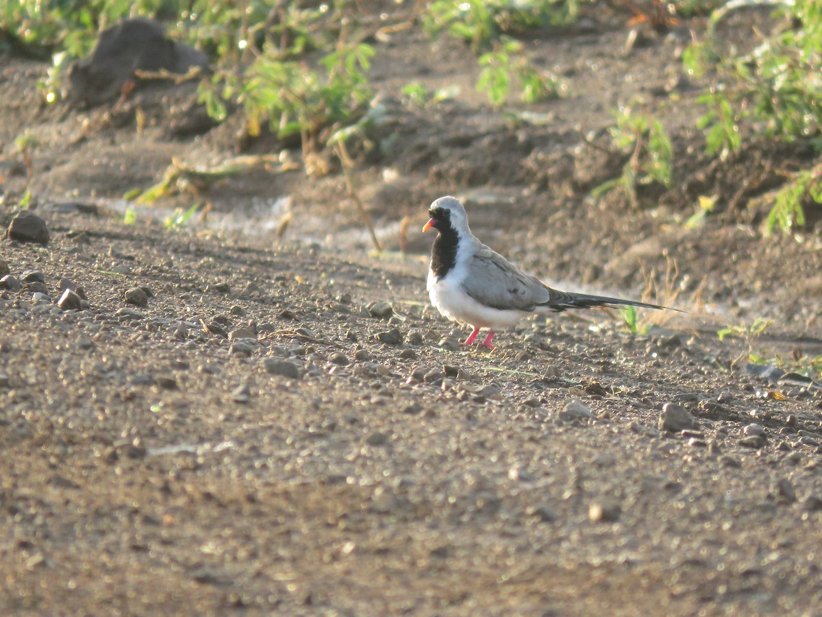 Namaqua Dove - ML202836451