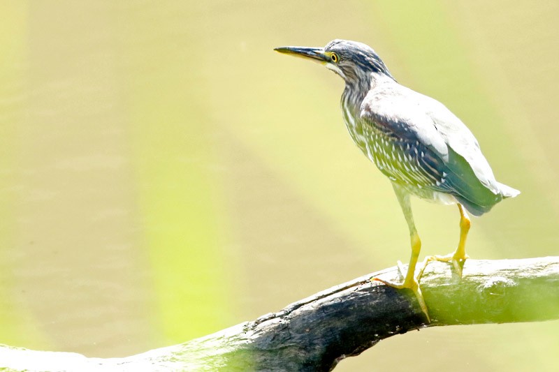 Striated Heron - ML202838631