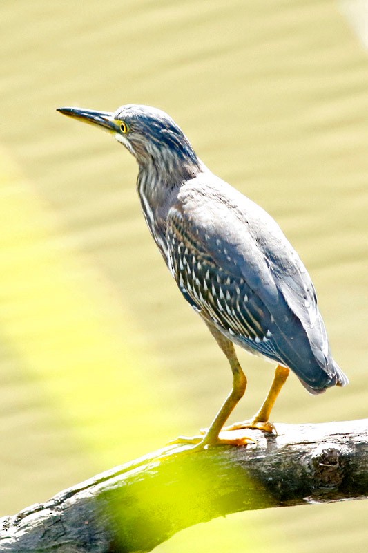 Striated Heron - ML202838641