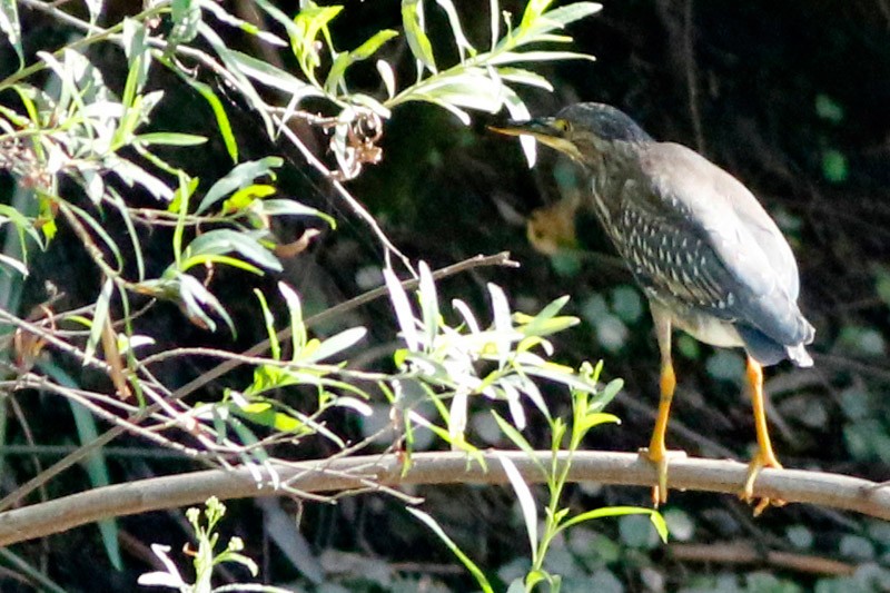 Striated Heron - ML202838651