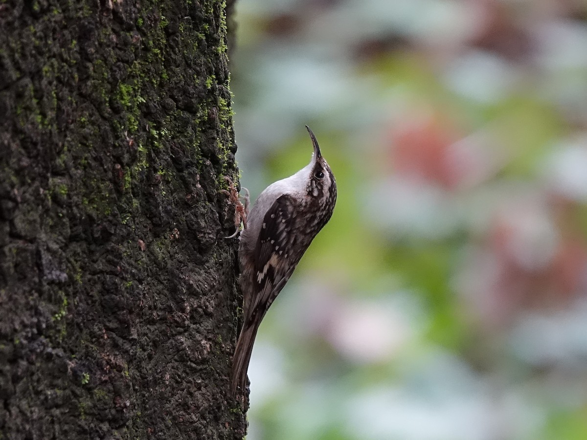 Brown Creeper - Lisa Hug
