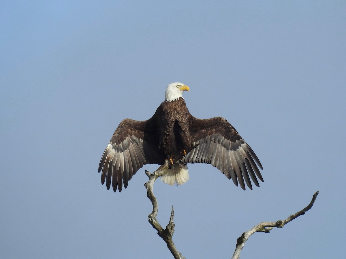 Bald Eagle - ML202839971