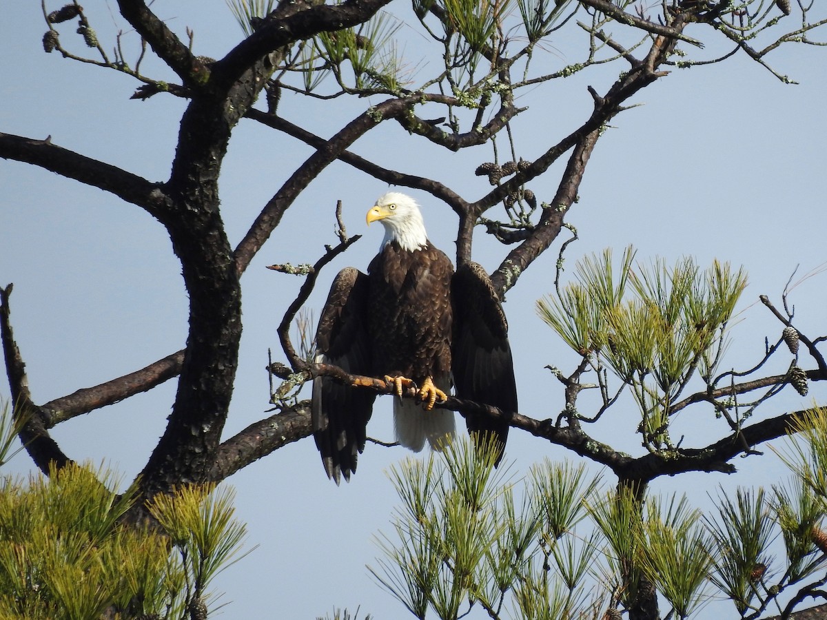 Bald Eagle - ML202840121