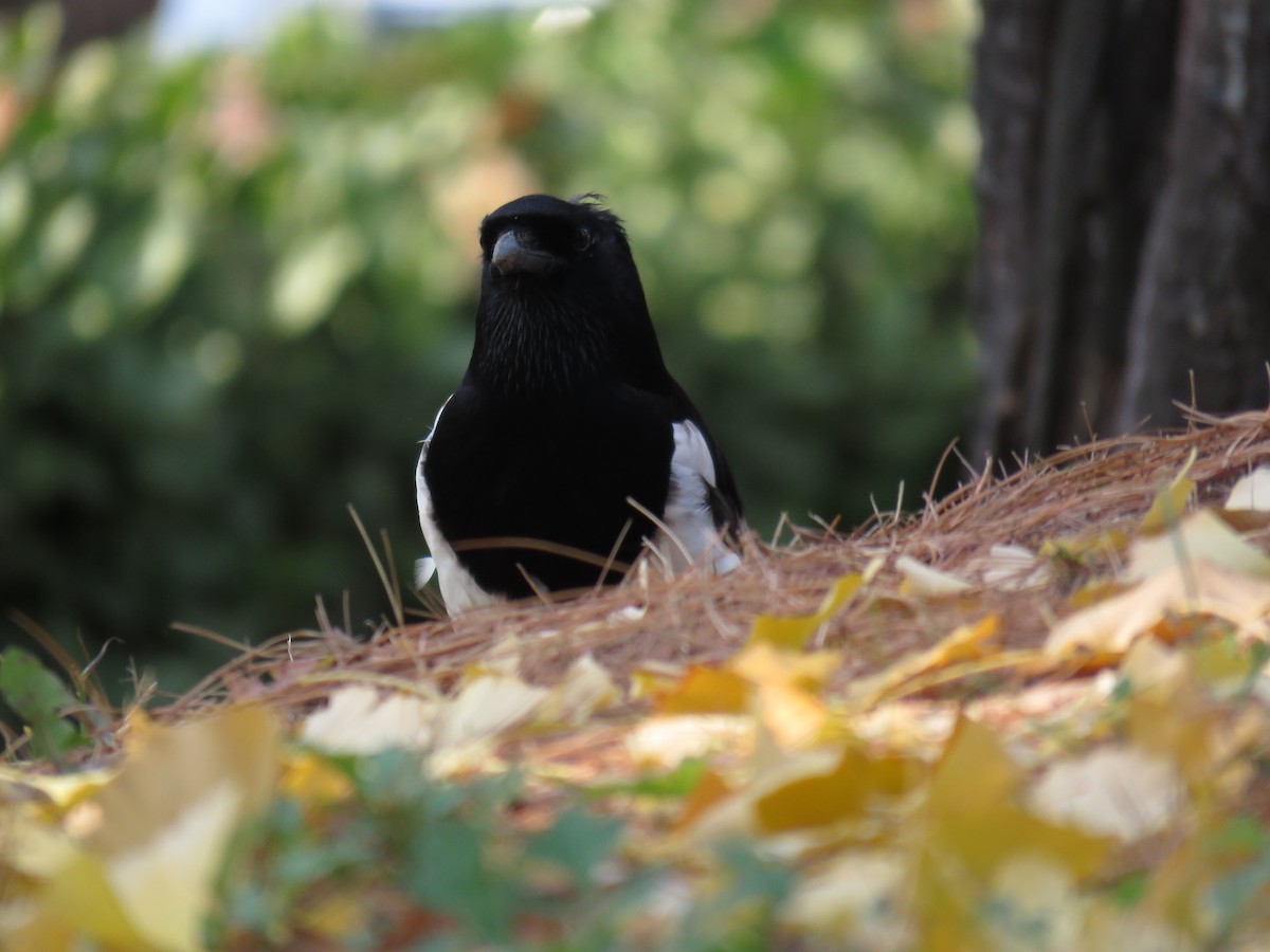 Oriental Magpie - ML202840241