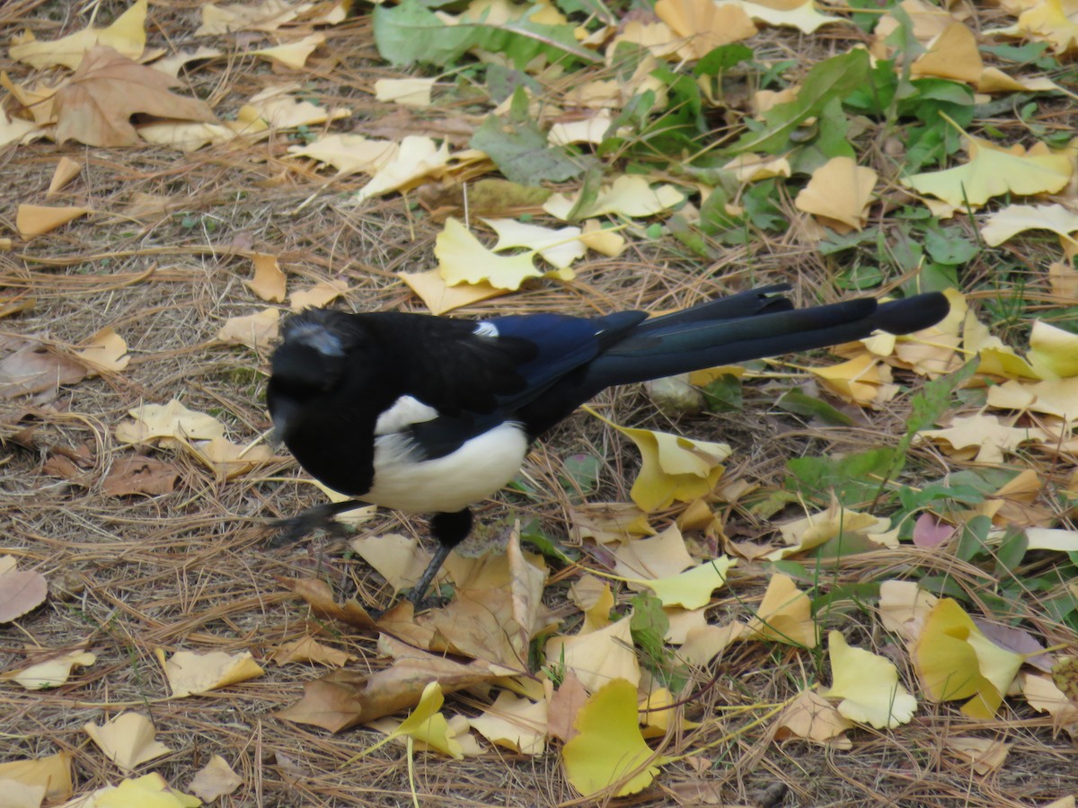 Oriental Magpie - Jorge Puerta Mendoza