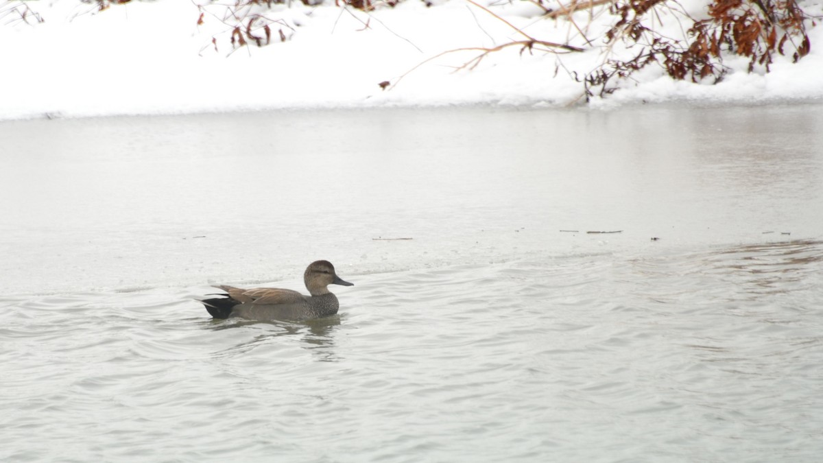 Gadwall - ML202840681