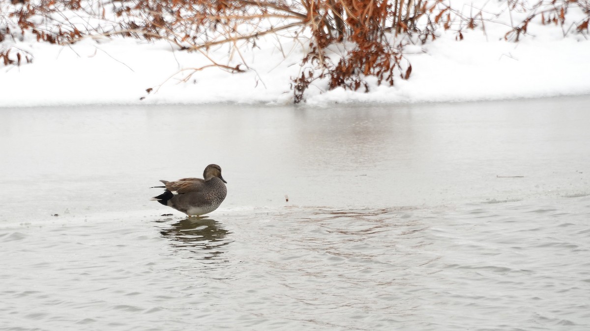 Gadwall - ML202840751