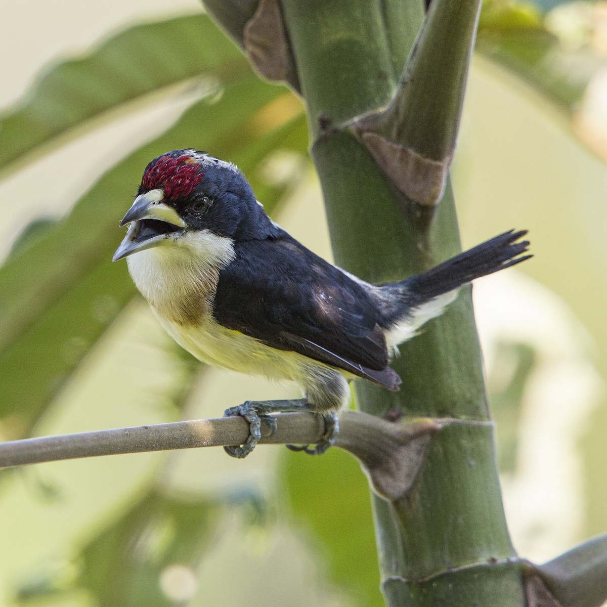 White-mantled Barbet - ML20284091