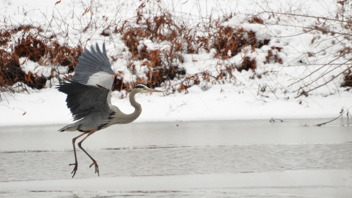 Great Blue Heron - ML202840951