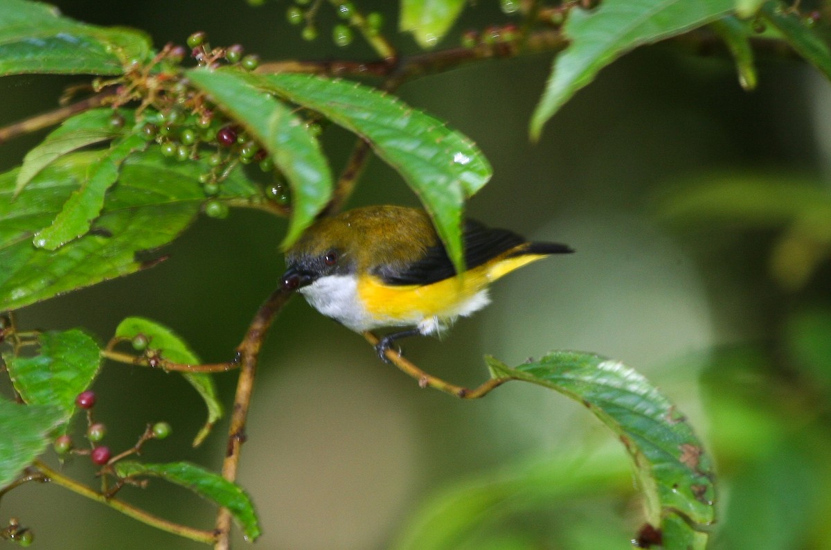 Yellow-sided Flowerpecker - Pam Rasmussen