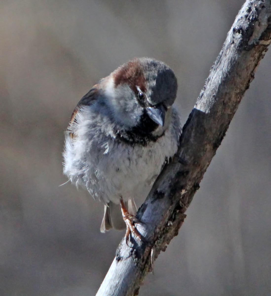 House Sparrow - ML202841251