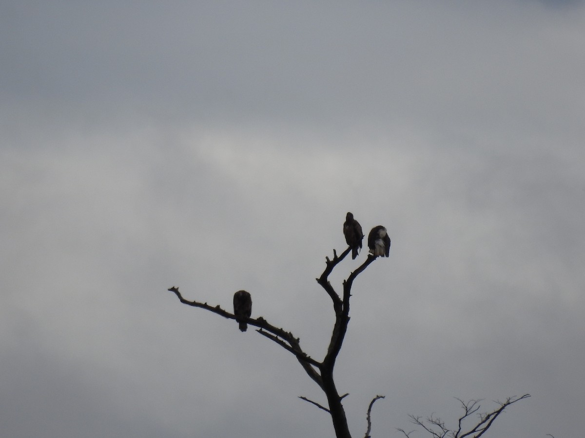 Bald Eagle - ML202841411