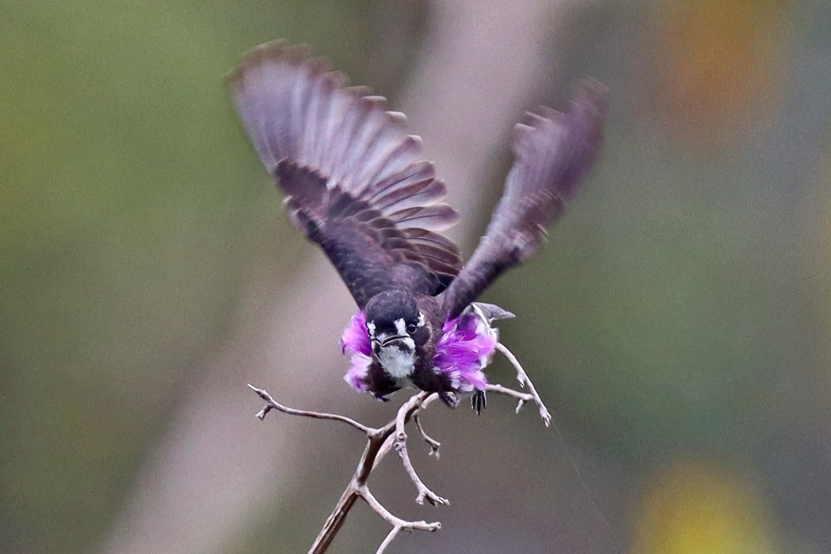 White-browed Purpletuft - ML202841611