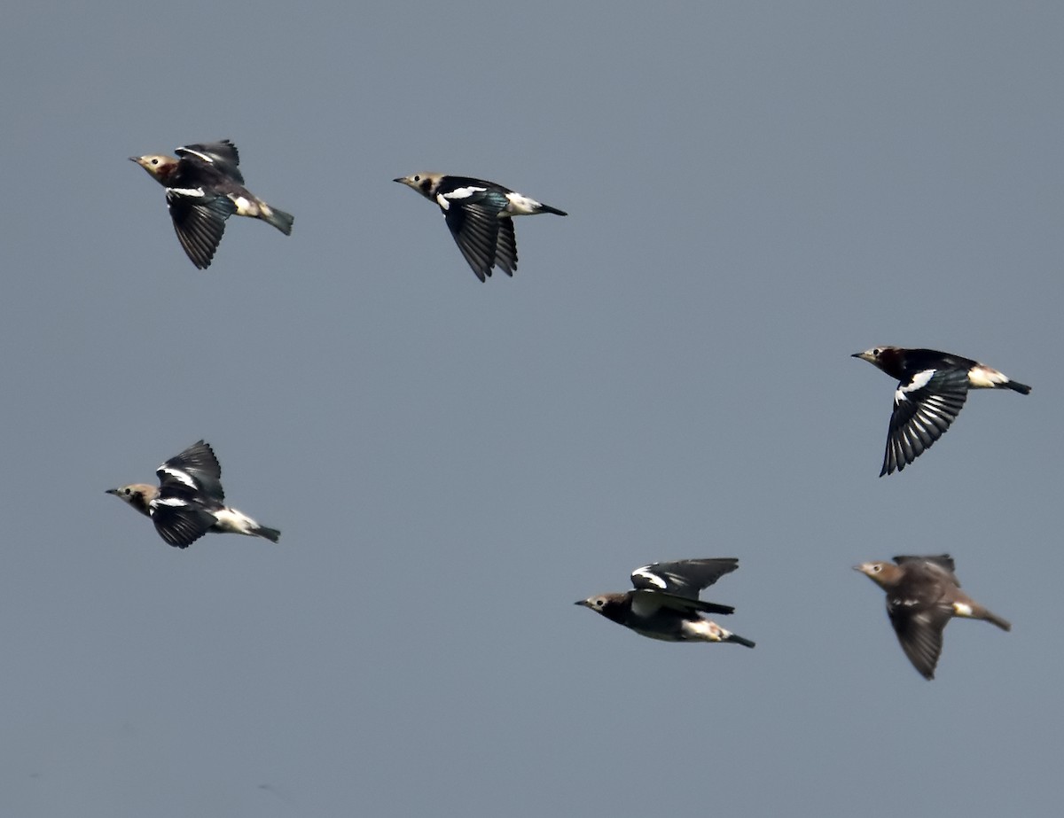 Chestnut-cheeked Starling - ML202842631